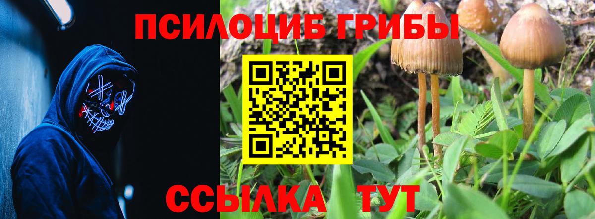 Майкоп  Псилоцибиновые грибы Cubensis  Галлюциногенные грибы Psilocybe  Вход с VPN 